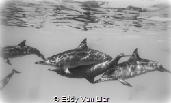 Dolphin Reef, Red Sea Egypt by Eddy Van Lier 